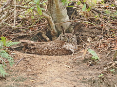 Bubo africanus africanus