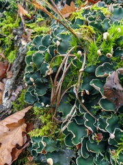 Peltigera malacea