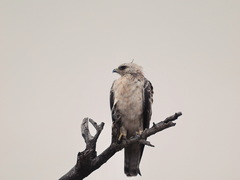 Hieraaetus wahlbergi