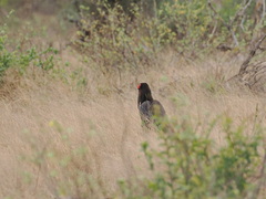 Bucorvus leadbeateri