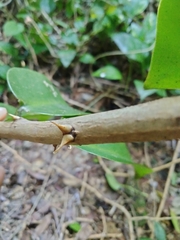 Pereskia aculeata