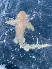Ginglymostoma cirratum