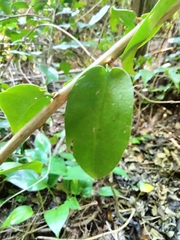Pereskia aculeata