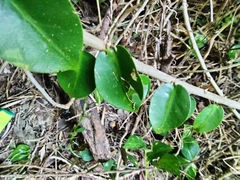 Pereskia aculeata
