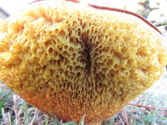 Suillus