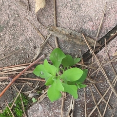 Euphorbia peplus
