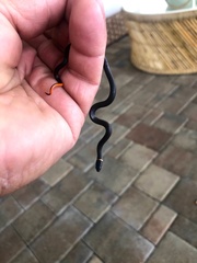 Diadophis punctatus punctatus