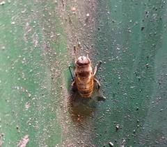 Eristalis tenax