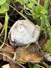 Hypomyces chrysospermus