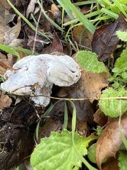Hypomyces chrysospermus