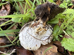 Hypomyces chrysospermus