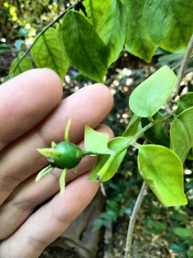 Pereskia aculeata, Miami-Dade County, US-FL, US