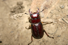 Lucanus capreolus