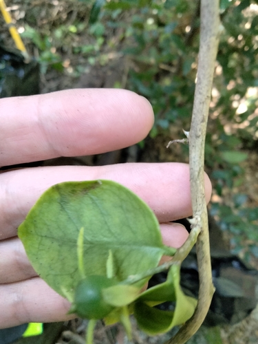 Pereskia aculeata