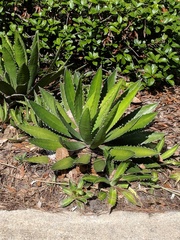 Agave horrida