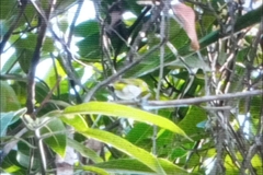 Zosterops palpebrosus