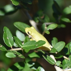 Hyla squirella
