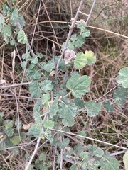 Malva subovata
