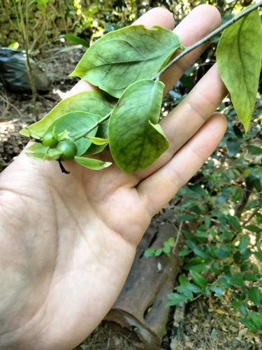 Pereskia aculeata
