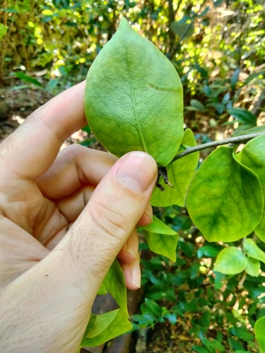 Pereskia aculeata