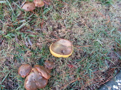 Suillus
