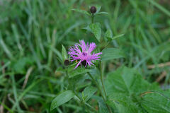 Centaurea phrygia