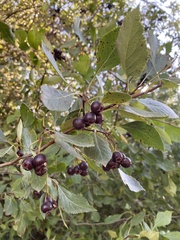Crataegus douglasii