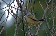 Coccopygia quartinia