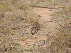 Eupodotis ruficrista