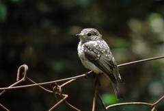 Muscicapa adusta
