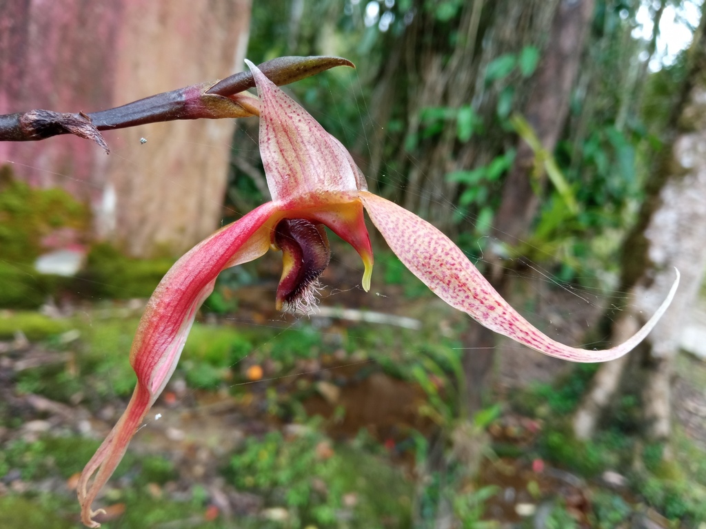 Bulbophyllum klabatense