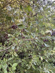 Crataegus douglasii