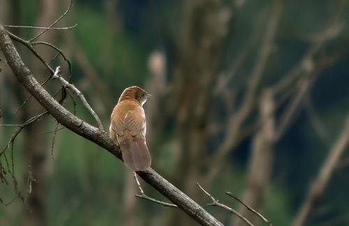 Fan-tailed Grassbird (Catriscus brevirostris), photo 8
