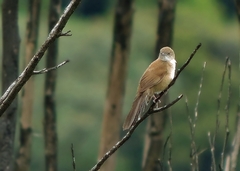 Catriscus brevirostris