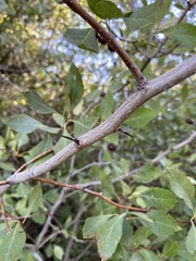 Crataegus douglasii
