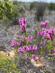 Erica pulchella