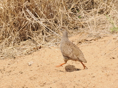 Pternistis natalensis