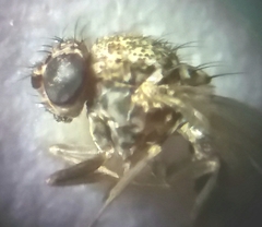 Drosophila repleta