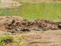 Charadrius tricollaris