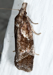 Phtheochroa