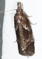 Phtheochroa