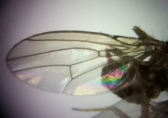 Drosophila repleta