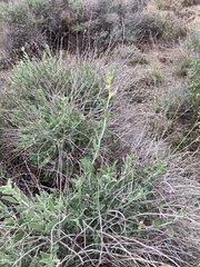Anthyllis cytisoides