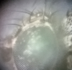 Drosophila repleta