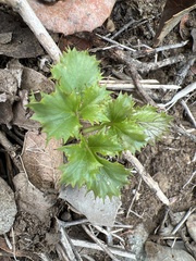 Lomatium lucidum