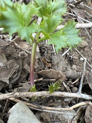 Lomatium lucidum