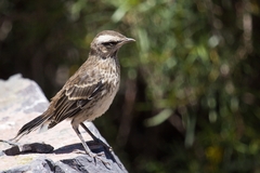 Mimus thenca