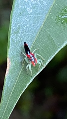 Ilargus coccineus