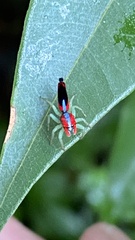 Ilargus coccineus