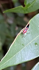Ilargus coccineus